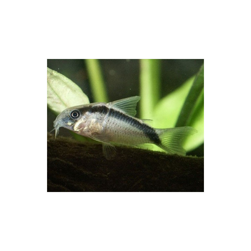 Corydoras Arcuatus 5-6cm